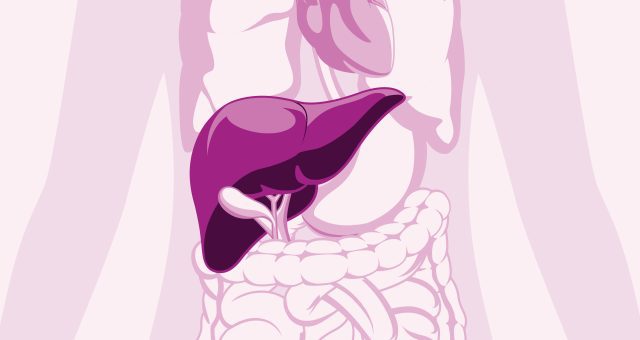 A medical illustration highlighting the position of the liver inside the body.
