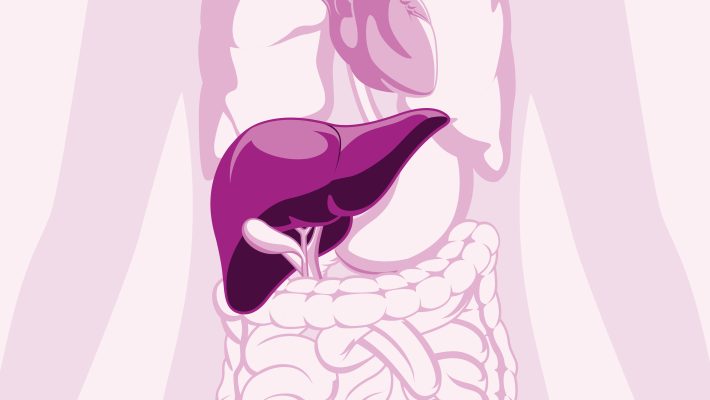 A medical illustration highlighting the position of the liver inside the body.