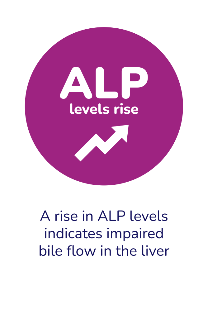 ALP levels rise. A rise in ALP levels indicates impaired bile flow in the liver.